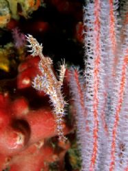 Ornate ghost pipefish with soft coral, quite a good disgu... by Rob Spray 